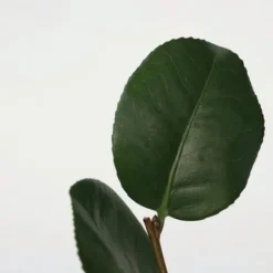 Japansk Ros - Set om 3 - Camellia japonica 'Bonomiana' - Höjd 25-40cm - ⌀9cm