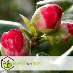 Japansk Ros - Set om 3 - Camellia japonica 'Bonomiana' - Höjd 25-40cm - ⌀9cm