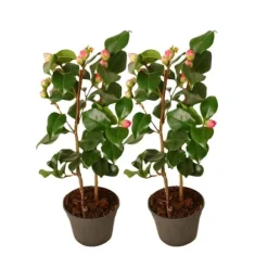 Japansk Ros - Set om 2 - Camellia japonica 'Dr. King' - Höjd 50-60cm - ⌀15cm