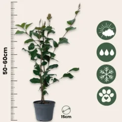 Japansk Ros - Set om 2 - Camellia japonica 'Dr. King' - Höjd 50-60cm - ⌀15cm