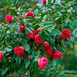 Japansk Ros - Set om 2 - Camellia japonica 'Dr. King' - Höjd 50-60cm - ⌀15cm