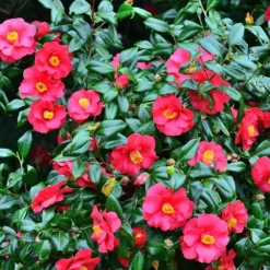 Japansk Ros - Set om 2 - Camellia japonica 'Dr. King' - Höjd 50-60cm - ⌀15cm