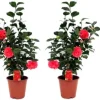 Japansk Ros - Set om 2 - Camellia japonica - Höjd 60-70cm - ⌀19cm