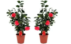 Japansk Ros - Set om 2 - Camellia japonica - Höjd 60-70cm - ⌀19cm