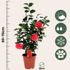 Japansk Ros - Set om 2 - Camellia japonica - Höjd 60-70cm - ⌀19cm