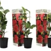 Japansk Ros - Set om 3 - Camellia japonica 'Lady Campbell' - Höjd 25-40cm - ⌀9cm