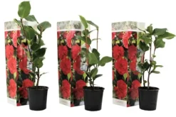 Japansk Ros - Set om 3 - Camellia japonica 'Lady Campbell' - Höjd 25-40cm - ⌀9cm
