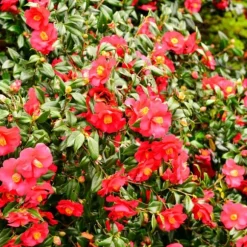 Japansk Ros - Set om 3 - Camellia japonica 'Lady Campbell' - Höjd 25-40cm - ⌀9cm