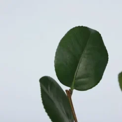 Japansk Ros - Set om 3 - Camellia japonica 'Lady Campbell' - Höjd 25-40cm - ⌀9cm