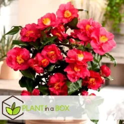 Japansk Ros - Set om 3 - Camellia japonica 'Lady Campbell' - Höjd 25-40cm - ⌀9cm