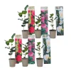 Japansk Ros - Set om 6 - Camellia japonica - Höjd 25-40cm - ⌀9cm