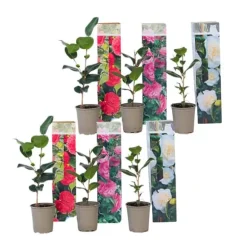 Japansk Ros - Set om 6 - Camellia japonica - Höjd 25-40cm - ⌀9cm