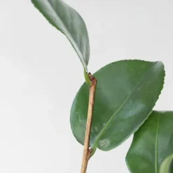 Japansk Ros - Set om 6 - Camellia japonica - Höjd 25-40cm - ⌀9cm