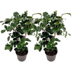 Japansk Ros - Set om 2 - Camellia japonica 'Lady C.' - Höjd 50-60cm - ⌀15cm