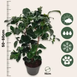 Japansk Ros - Set om 2 - Camellia japonica 'Lady C.' - Höjd 50-60cm - ⌀15cm