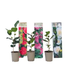 Japansk Ros - Set om 3 - Camellia japonica - Höjd 25-40cm - ⌀9cm