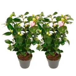 Japansk Ros - Set om 2 - Camellia japonica 'Bonomiana' - Höjd 50-60cm - ⌀15cm