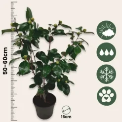 Japansk Ros - Set om 2 - Camellia japonica 'Bonomiana' - Höjd 50-60cm - ⌀15cm