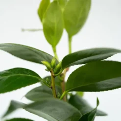 Japansk Ros - Set om 2 - Camellia japonica 'Bonomiana' - Höjd 50-60cm - ⌀15cm