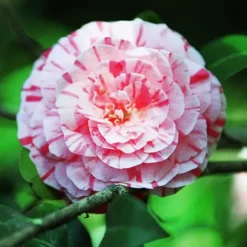 Japansk Ros - Set om 2 - Camellia japonica 'Bonomiana' - Höjd 50-60cm - ⌀15cm