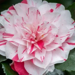 Japansk Ros - Set om 2 - Camellia japonica 'Bonomiana' - Höjd 50-60cm - ⌀15cm