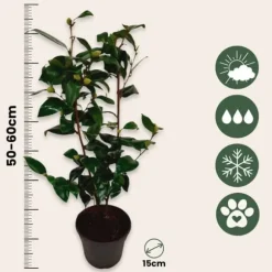 Japansk Ros - Set om 2 - Camellia japonica 'Brush Field' - Höjd 50-60cm - ⌀15cm