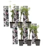 Jasmin - Set om 6 - Jasminum 'Officinale' - Höjd 25-40cm - ⌀9cm