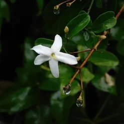 Jasmin - Set om 6 - Jasminum 'Officinale' - Höjd 25-40cm - ⌀9cm