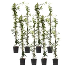 Jasmin - Set om 8 - Trachelospermum jasminoides - Höjd 110-120cm - ⌀17cm
