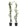 Jasmin - Set om 2 - Trachelospermum jasminoides - Höjd 110-120cm - ⌀17cm