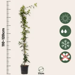 Jasmin - Set om 2 - Trachelospermum jasminoides - Höjd 110-120cm - ⌀17cm