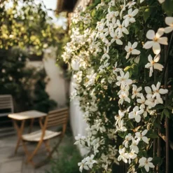 Jasmin - Set om 2 - Trachelospermum jasminoides - Höjd 110-120cm - ⌀17cm