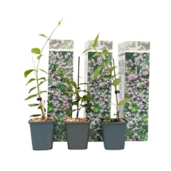 Jasmin - Set om 3 - Trachelospermum jasminoides - Höjd 25-40cm - ⌀9cm