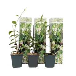 Jasmin - Set om 3 - Trachelospermum jasminoides - Höjd 25-40cm - ⌀9cm