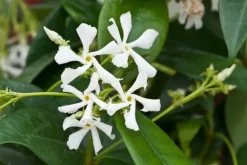 Jasmin - Set om 3 - Trachelospermum jasminoides - Höjd 25-40cm - ⌀9cm