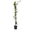 Jasmin - Trachelospermum jasminoides - Höjd 110-120cm - ⌀17cm