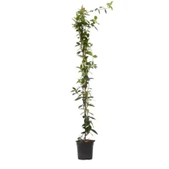 Jasmin - Trachelospermum jasminoides - Höjd 110-120cm - ⌀17cm