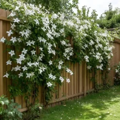 Jasmin - Trachelospermum jasminoides - Höjd 110-120cm - ⌀17cm