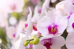 Jord för orkidéer med gödselmedel 3L