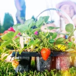 Jordgubbsgödsel Trädgård Start 2kg