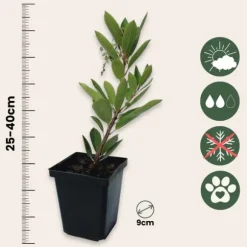 Jordgubbsplanta - Set om 6 - Arbutus 'Unedo' - Höjd 25-40cm - ⌀9cm