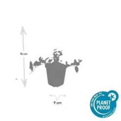 Jordtäckare - Vinca - Vinca minor 'Argenteovariegata' - 9 cm kruka - Set med 40 växter