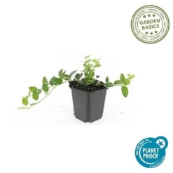 Jordtäckare - Vinca - Vinca minor 'Argenteovariegata' - 9 cm kruka - Set med 40 växter