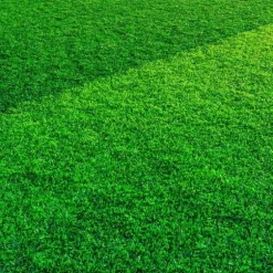 Järn(II)sulfatheptahydrat, gräsgödsel mot mossa, gräsgödsel mot sniglar, 5 kg