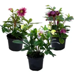 Julros - Set om 3 - Helleborus orientalis - Höjd 20-30cm - ⌀12cm
