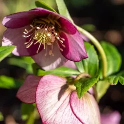 Julros - Set om 3 - Helleborus orientalis - Höjd 20-30cm - ⌀12cm