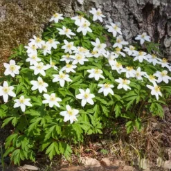 Julros - Set om 6 - Helleborus niger 'Mont Blanc' - Höjd 20-30cm - ⌀12cm