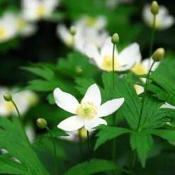 Julros - Set om 6 - Helleborus niger 'Mont Blanc' - Höjd 20-30cm - ⌀12cm