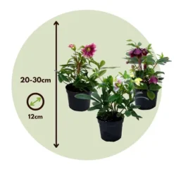 Julros - Set om 6 - Helleborus orientalis - Höjd 20-30cm - ⌀12cm