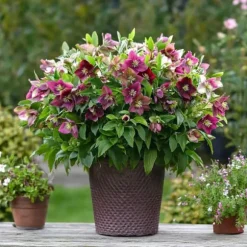 Julros - Set om 6 - Helleborus orientalis - Höjd 20-30cm - ⌀12cm